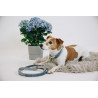 Collare per cane Velvet Kentucky - Azzurro chiaro