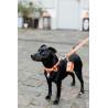 Guinzaglio per cane Velvet 120 cm Kentucky - Arancione