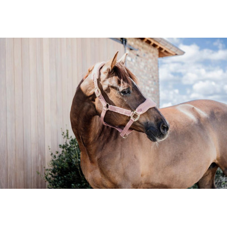 Capezzina Teddy Fleece Kentucky