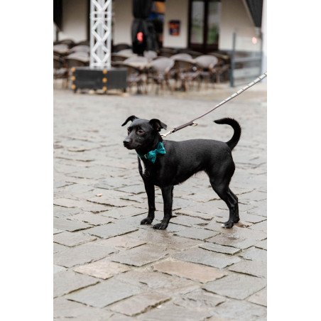 Papillon in Velluto Kentucky