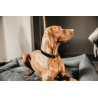 Collare per cane Corduroy Kentucky - Nero