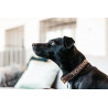 Collare per cane con perle fatte a mano Kentucky - Oro