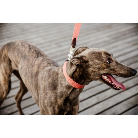 Collare per cane Jacquard Kentucky