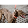 Collare per cane Jacquard Kentucky - Terracotta