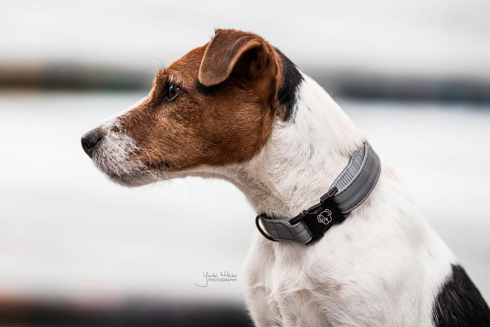 Collare riflettente per cane Kentucky