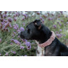 Collare per cani Teddy Fleece Kentucky - Rosa antico