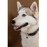 Collare per cane in pelle vegana Kentucky - Blu navy