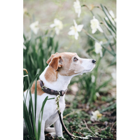 Collare per cane Velvet Leather Kentucky