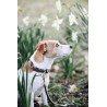 Collare per cane Velvet Leather Kentucky - Marrone