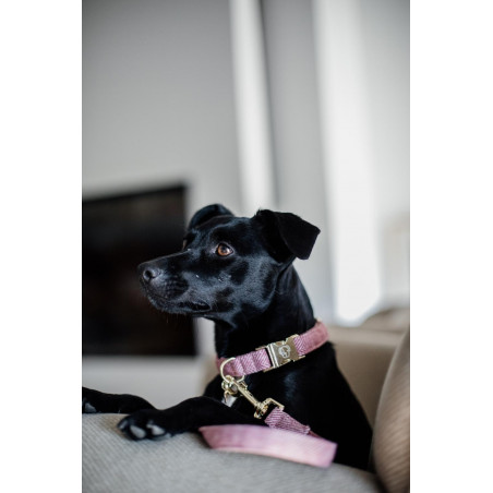 Collare per cane Wool Kentucky