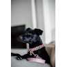 Collare per cane Wool Kentucky - Rosa chiaro