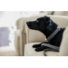 Collare per cane Wool Kentucky - Grigio