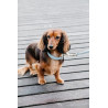 Collare per cane Wool Kentucky - Azzurro chiaro