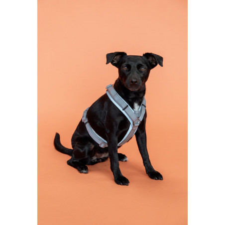 Imbracatura per cane Active Reflective Kentucky