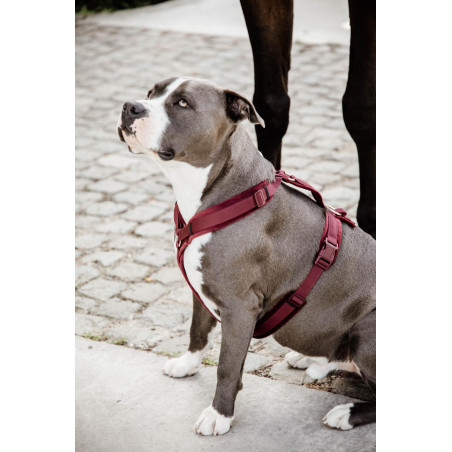 Pettorina per cane Active Velvet Kentucky