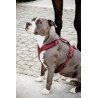 Pettorina per cane Active Velvet Kentucky - Bordeaux
