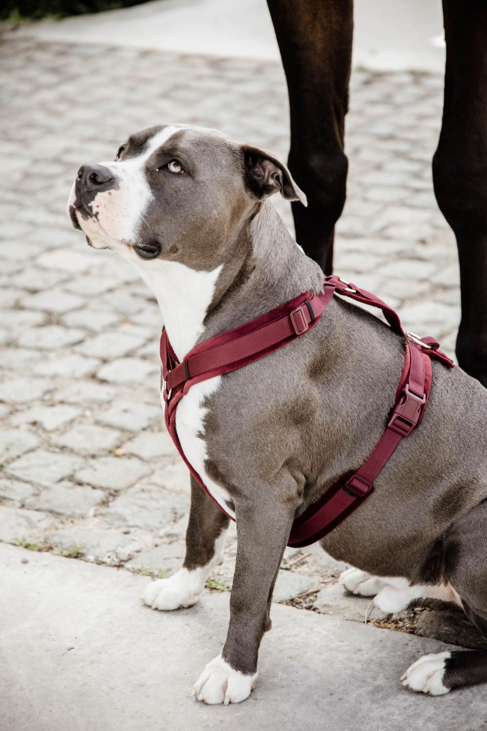 Harnais pour chien Active Velvet Kentucky Bordeaux