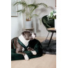 Pettorina per cane Active Velvet Kentucky - Verde abete