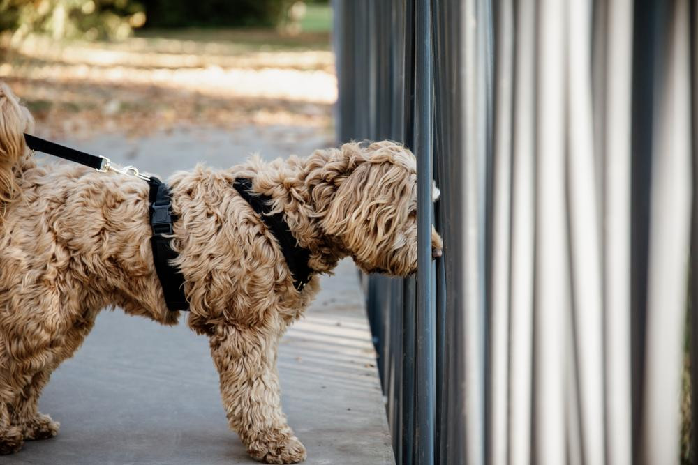 Harnais pour chien Active Velvet Kentucky Bordeaux