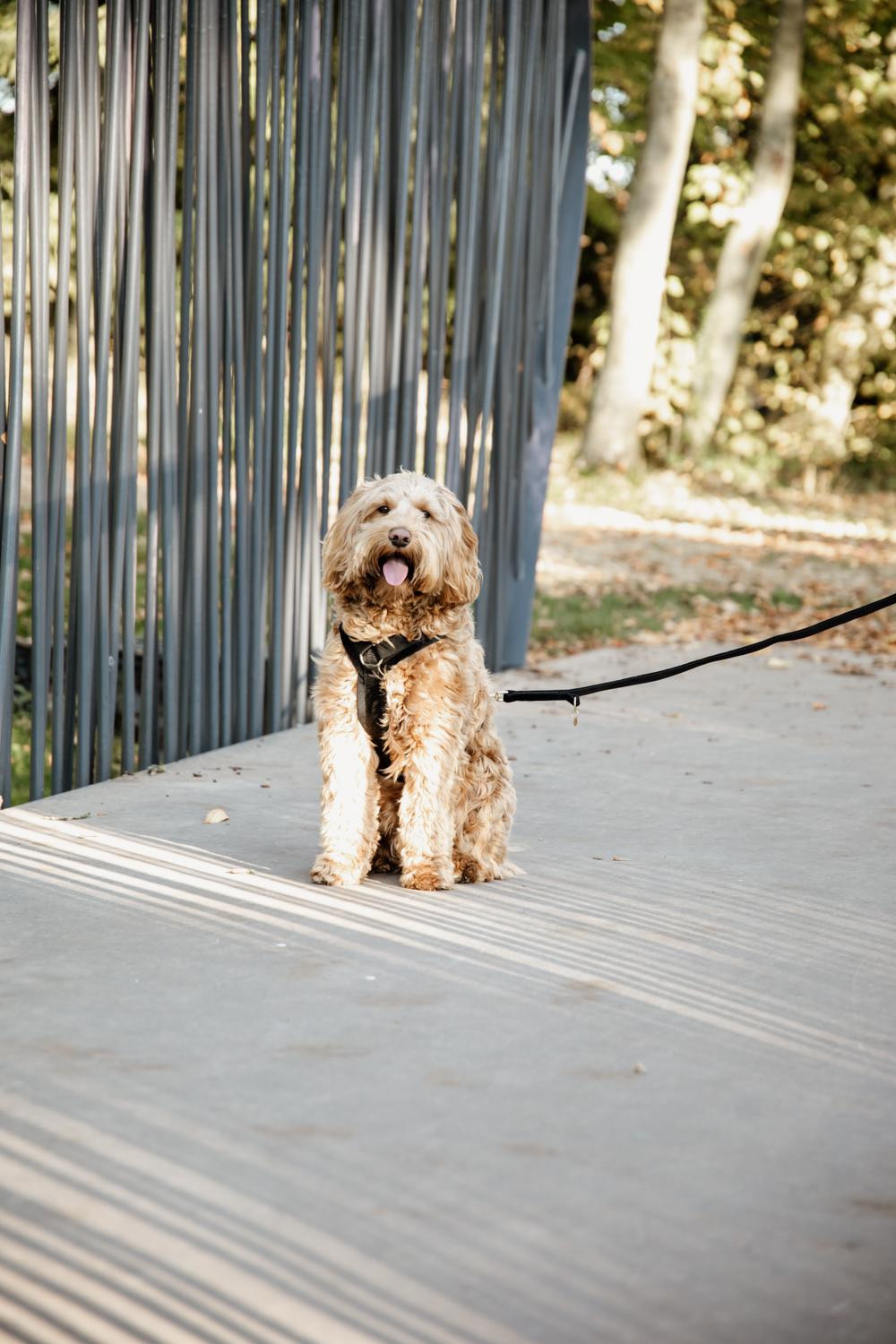 Harnais pour chien Active Velvet Kentucky Bordeaux