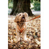 Pettorina per cane Active Velvet Kentucky - Arancione