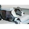 Imbracatura per cane Body Safe Wool Kentucky - Grigio