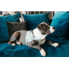 Imbracatura per cane Body Safe Wool Kentucky - Azzurro chiaro