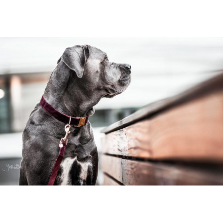 Guinzaglio per cane in velluto a coste Kentucky