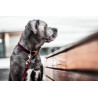Guinzaglio per cane in velluto a coste Kentucky - Bordeaux