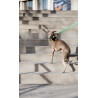 Guinzaglio per cane Jacquard Kentucky - Verde oliva
