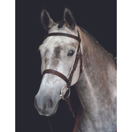 Capezzina Bridon Collegiate IV