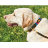 Collare per cane Weatherbeeta in cuoio Polo - Marrone cowdray / rosa / blu / giallo