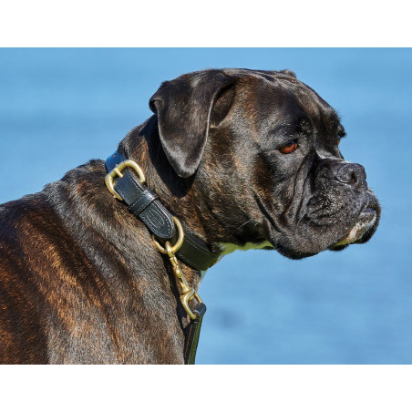Collare per cane in cuoio Weatherbeeta