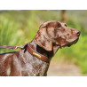 Collare per cane in cuoio Weatherbeeta - Marrone