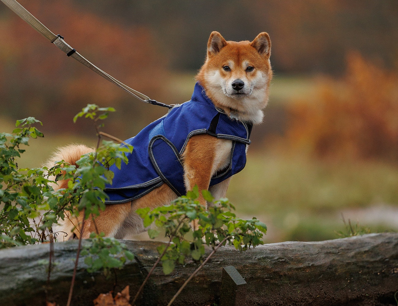 Coperta per cane Weatherbeeta Deluxe ComFiTec Blu scuro / grigio / bianco