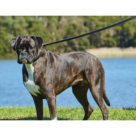 Guinzaglio per cane Weatherbeeta in cuoio