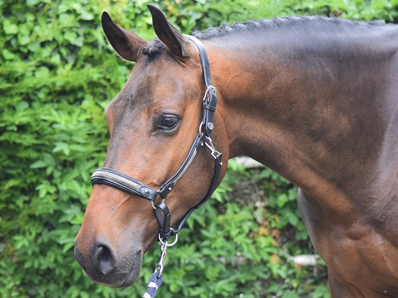 Capestro Crystal Jump'In week Nero Cristallo Argento