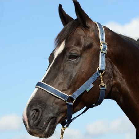 Capezza Bucas Dublin