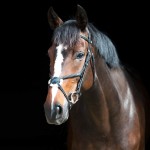 Briglia con capezzina incrociata Prescott Horze