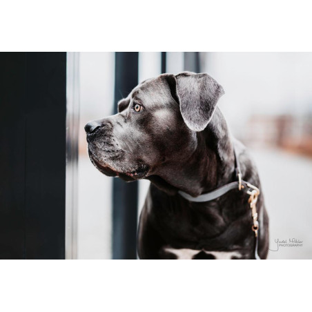 Collare per cane Loop Kentucky