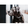 Collare per cane Loop Kentucky - Grigio