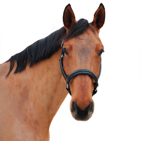 Capestro Canter Mylord