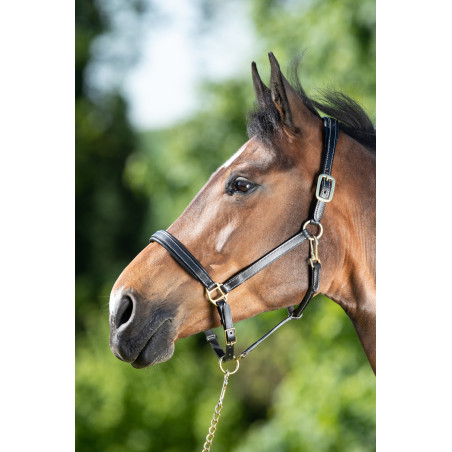 Capestro in cuoio HFI Master cuciture crema