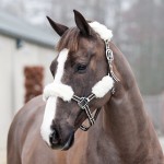 Coprileader Horze confezione da 4