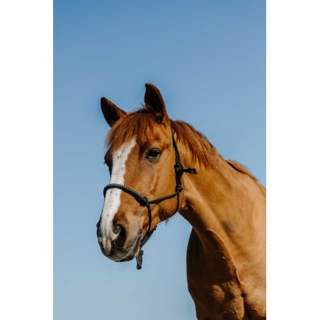 Capestro etologico in nylon Norton Diams