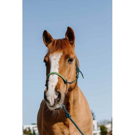 Testiera etologica + corda Norton Svezia