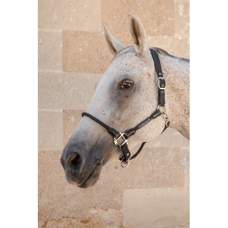 Capezza Harcour Honey