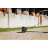 Guinzaglio per cane con maniglia RIDING WORLD - Lucky - Rosa antico