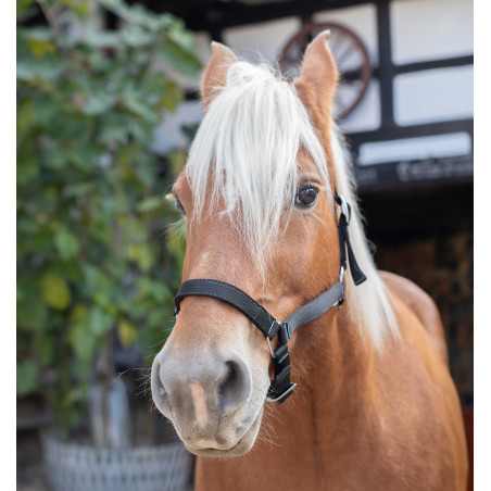 Capezzina Norton Cavallo da Tiro