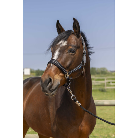 Capezza Norton 4lines